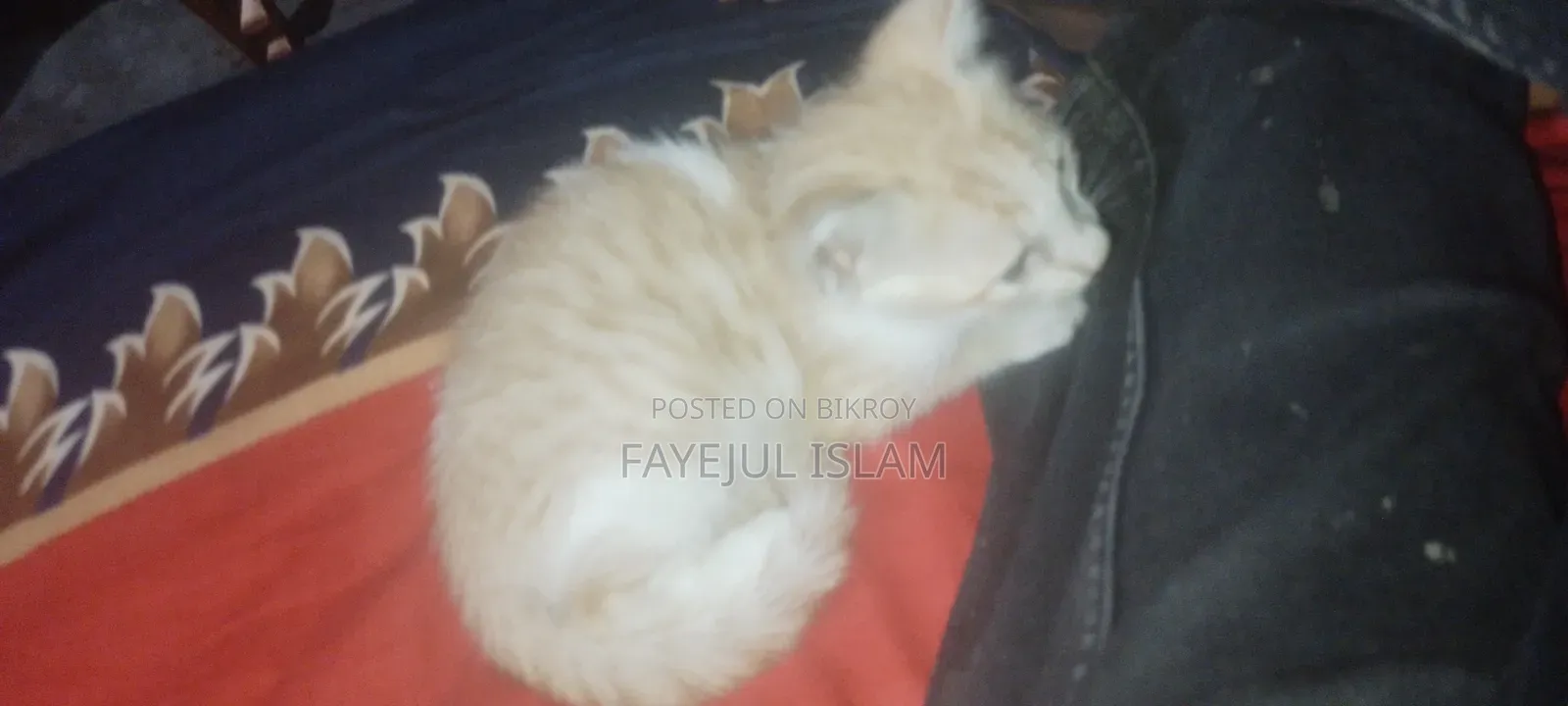 1-3 months Male Mixed Breed Persian