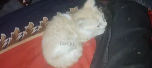 1-3 months Male Mixed Breed Persian