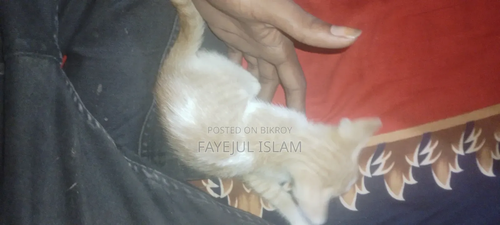 1-3 months Male Mixed Breed Persian