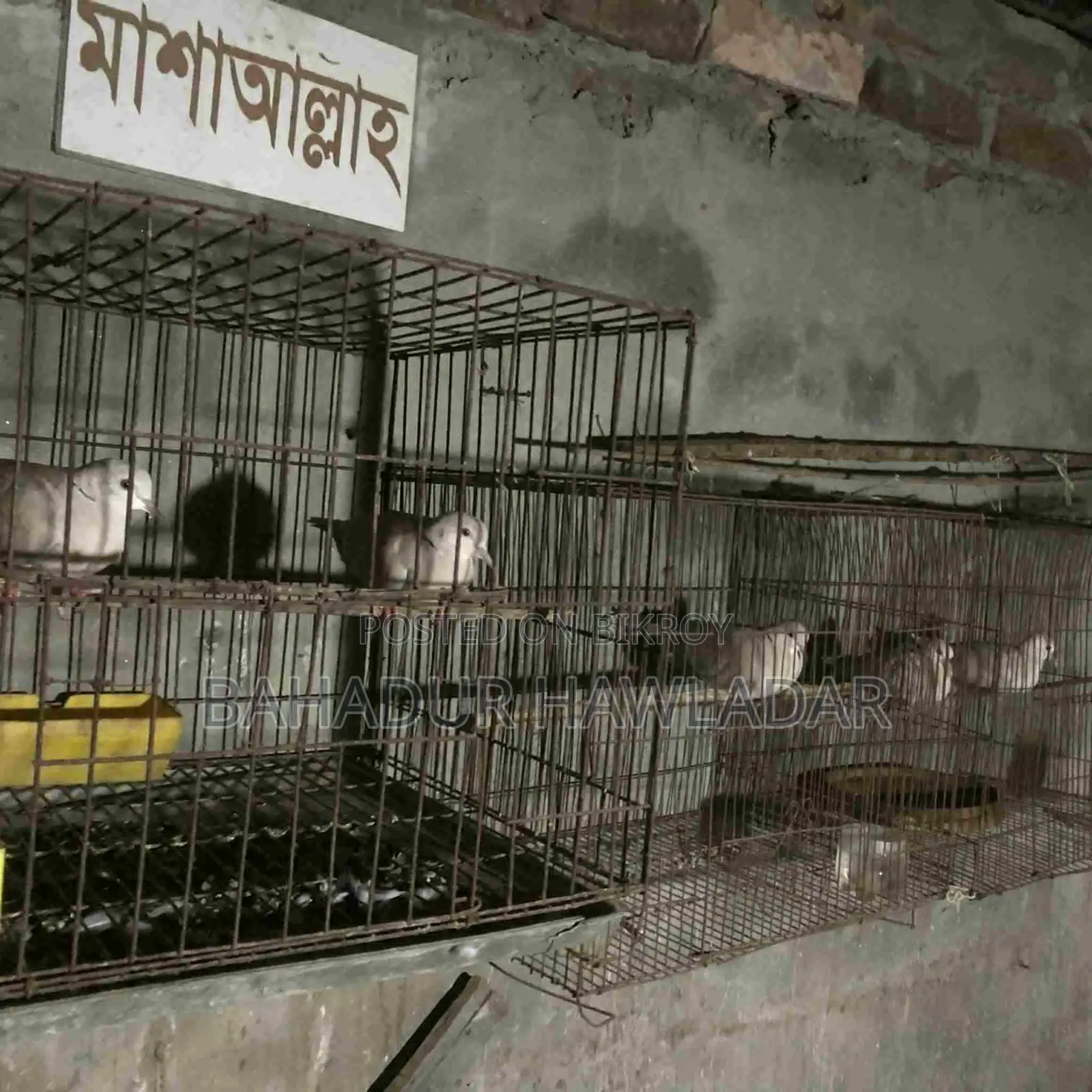Several pairs of birds available, you can come and see them.