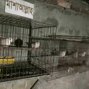 Several pairs of birds available, you can come and see them.