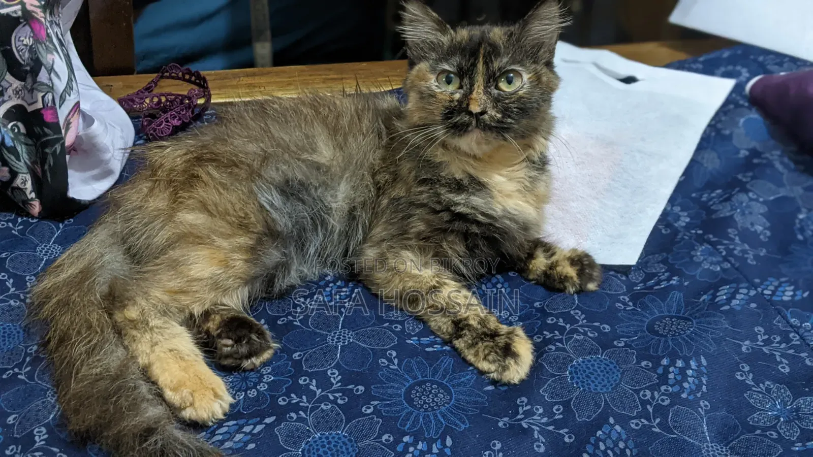 3-6 months Female Mixed Breed Persian