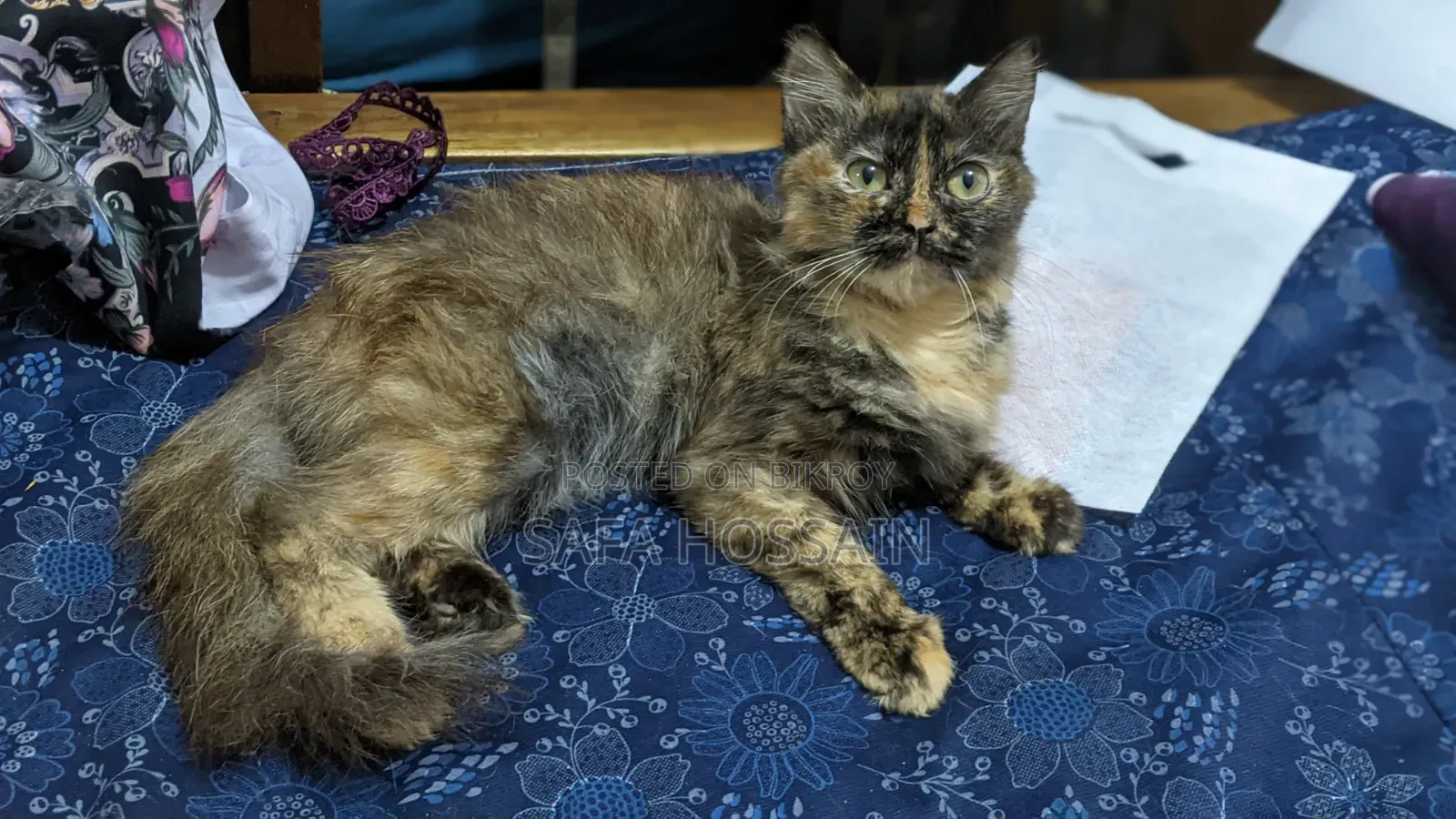 3-6 months Female Mixed Breed Persian