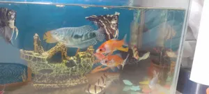 Aquarium Fish