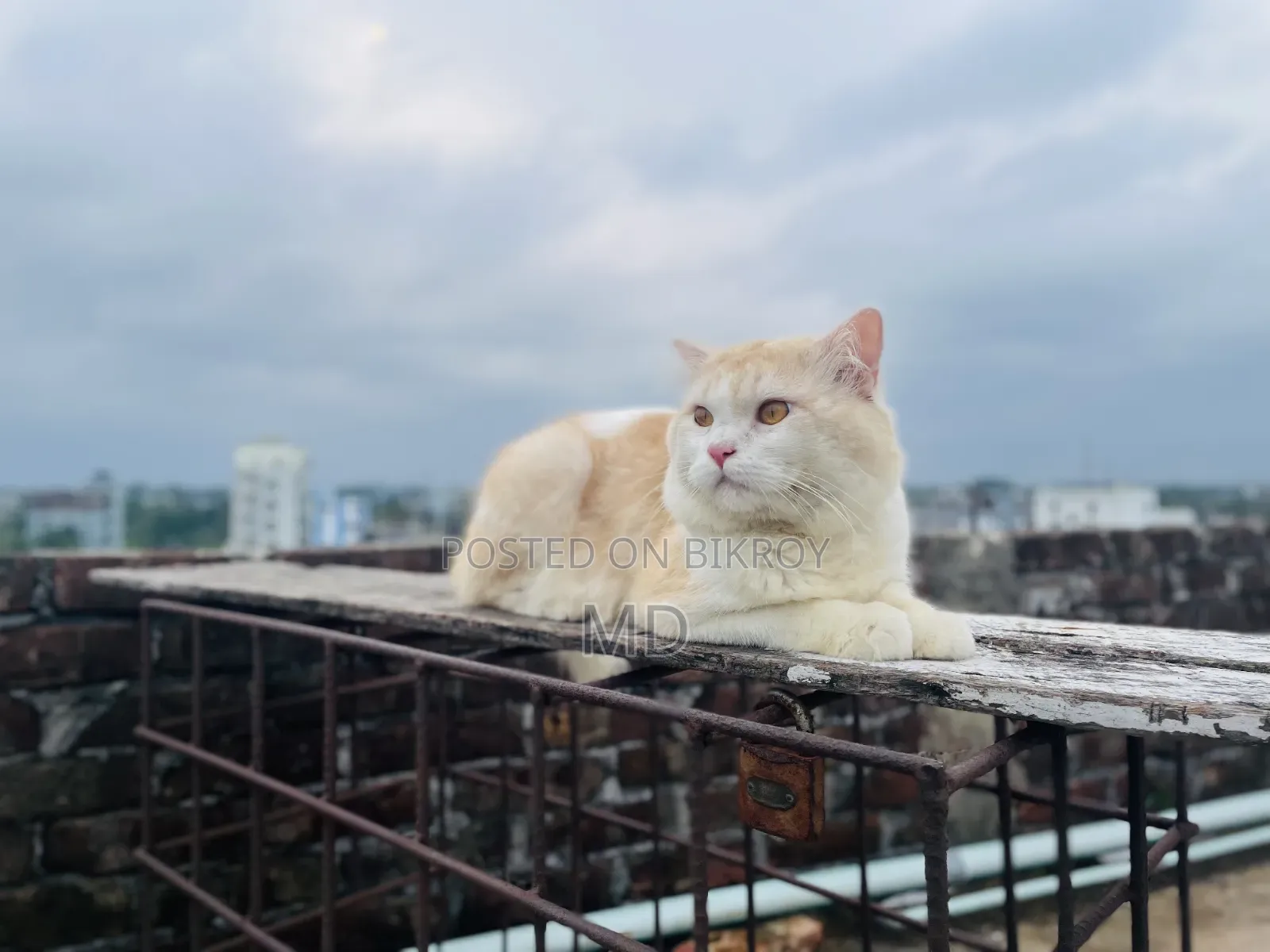 ১+ বছরের পুরুষ বিশুদ্ধ পার্সিয়ান বিড়াল