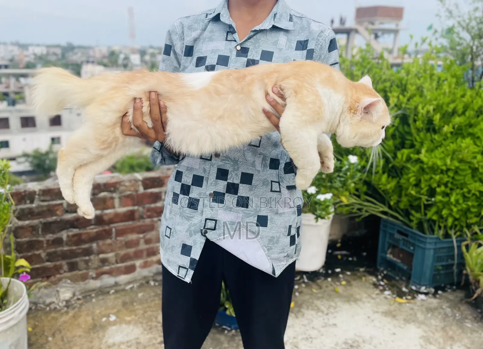 ১+ বছরের পুরুষ বিশুদ্ধ পার্সিয়ান বিড়াল