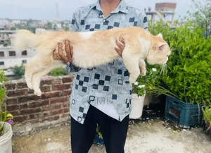 ১+ বছরের পুরুষ বিশুদ্ধ পার্সিয়ান বিড়াল