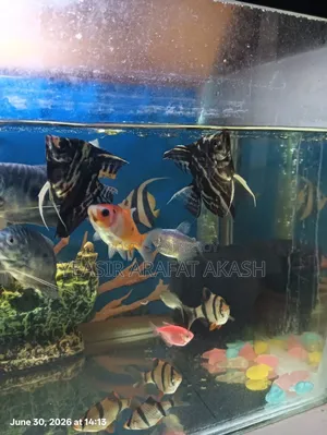 Aquarium Fish