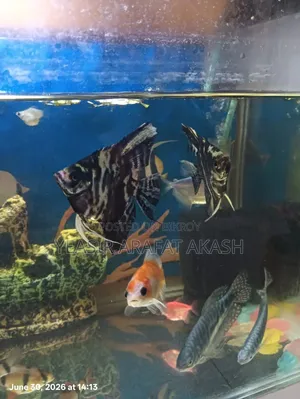 Aquarium Fish