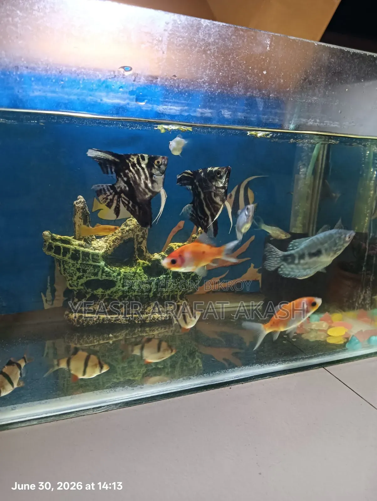 Aquarium Fish