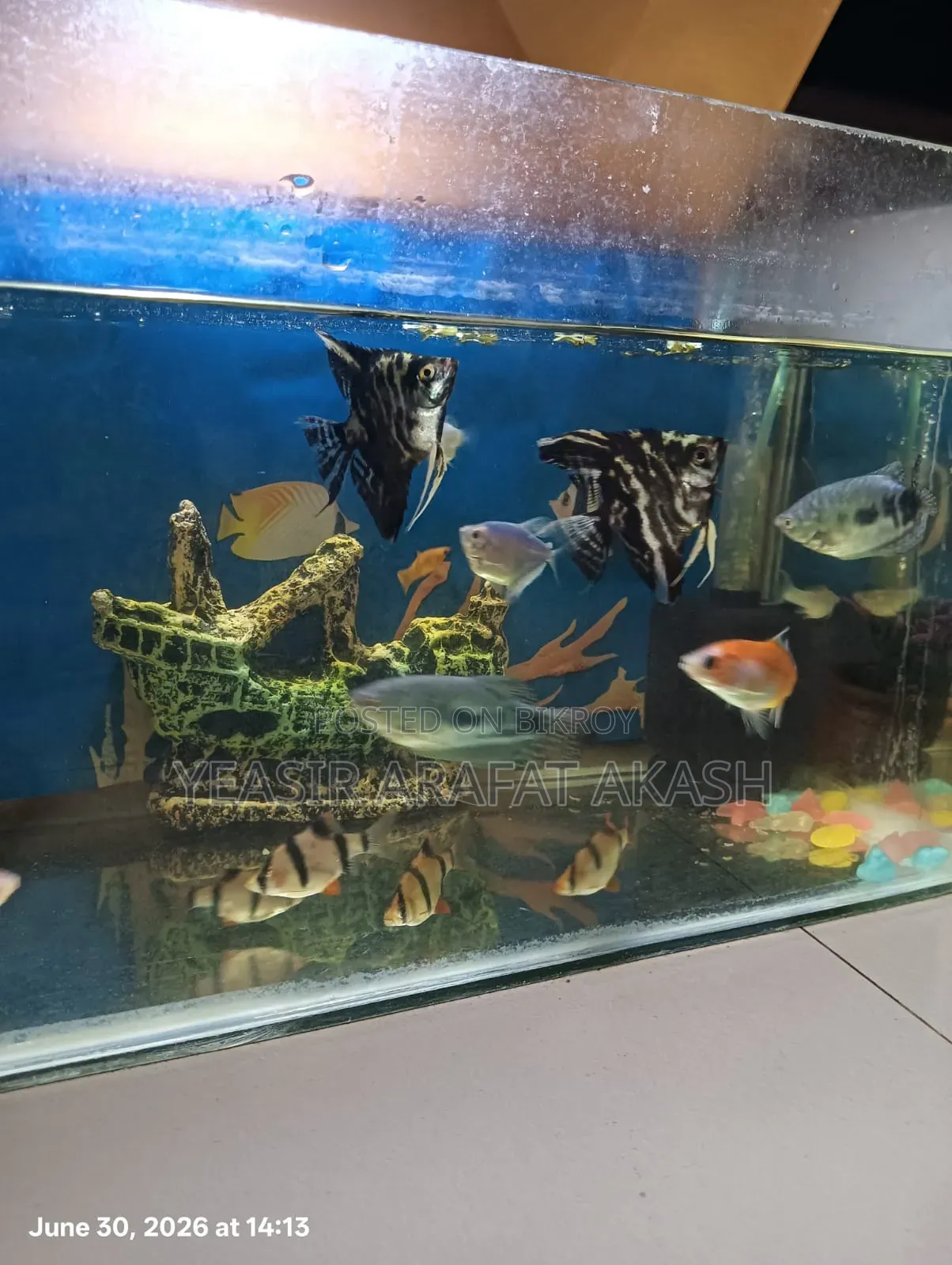 Aquarium Fish