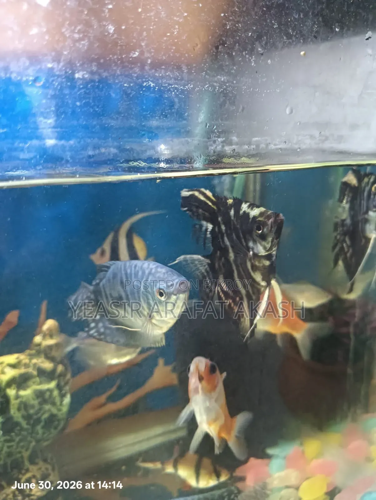 Aquarium Fish