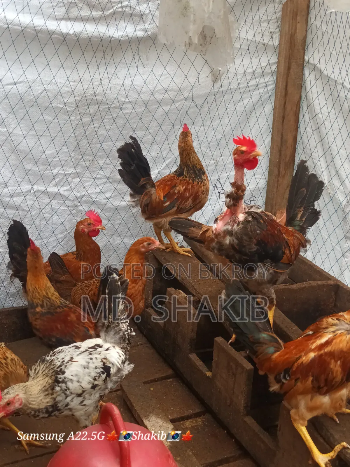 Desi Chicken for Sale