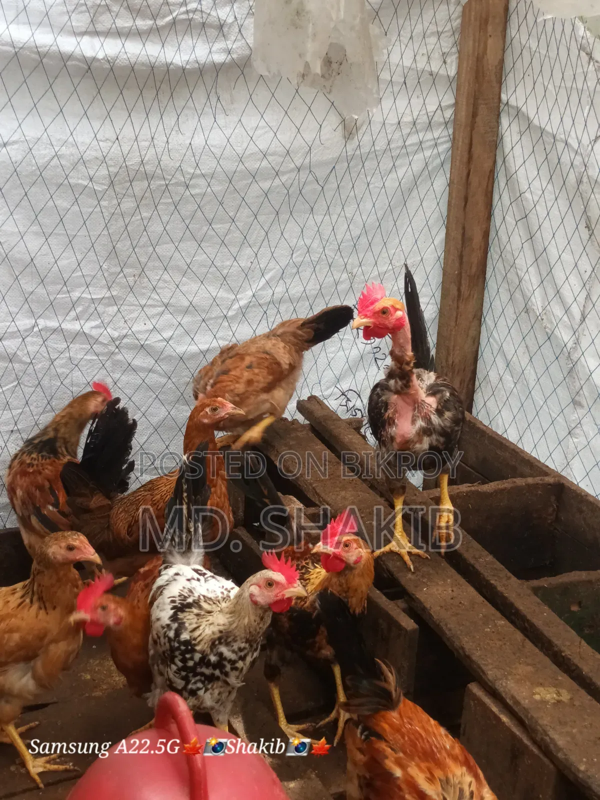 Desi Chicken for Sale