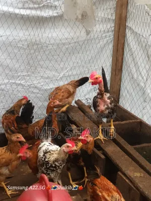 Desi Chicken for Sale