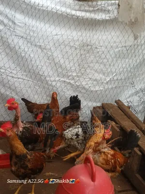 Desi Chicken for Sale