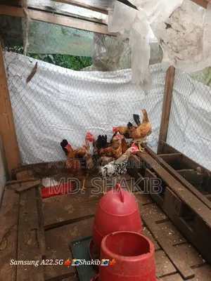 Desi Chicken for Sale