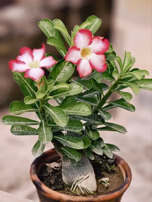 Adenium Plant for Sale