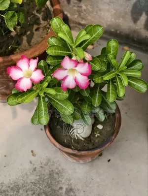 Adenium Plant for Sale