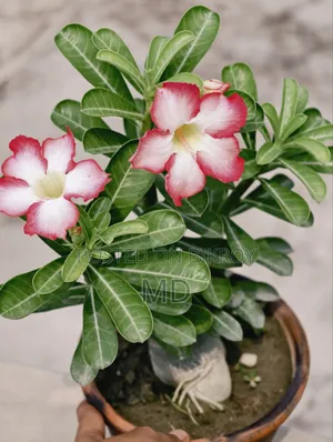 Adenium Plant for Sale