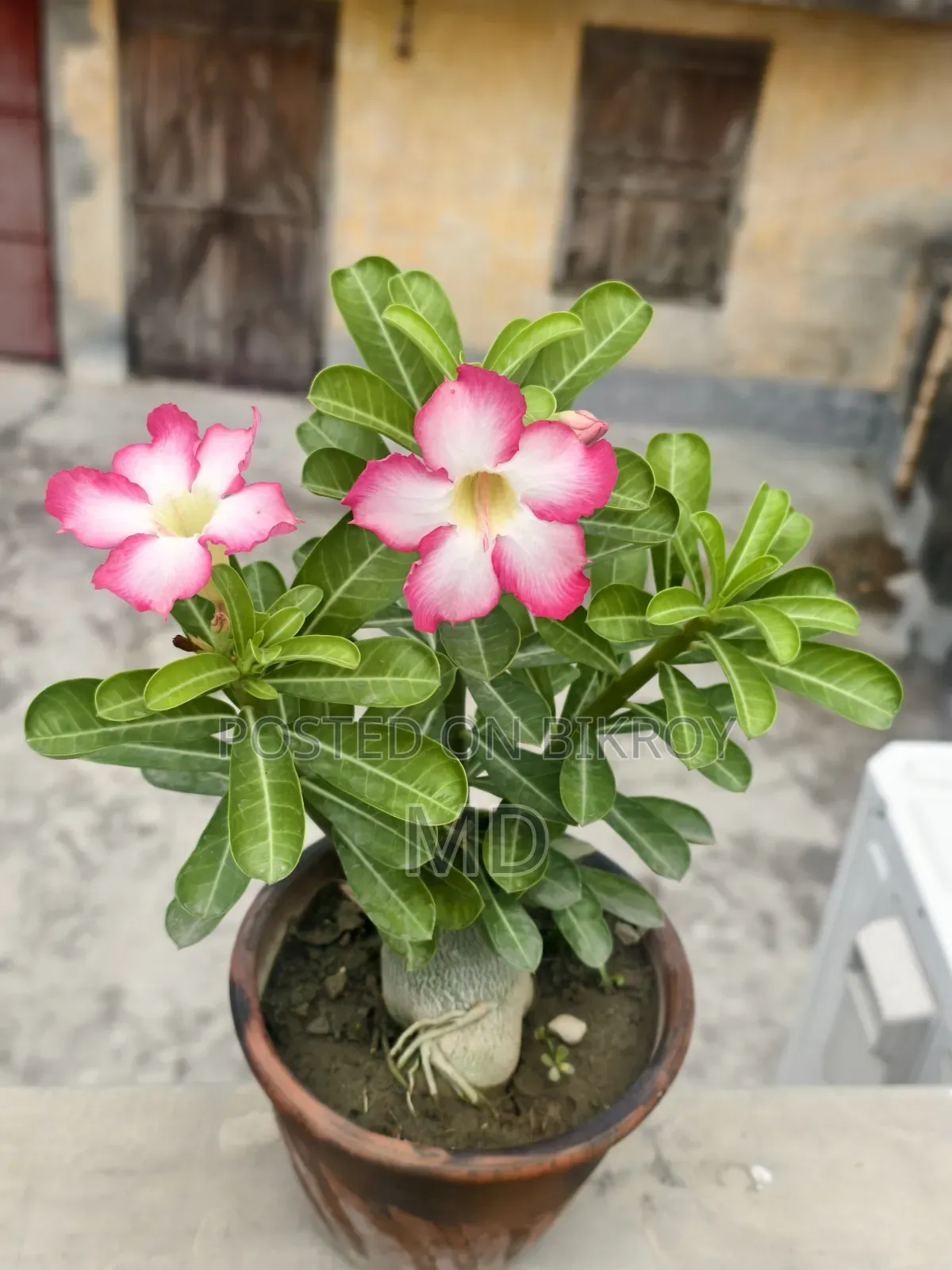 Adenium Plant for Sale