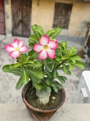 Adenium Plant for Sale
