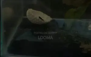 Black Mollies Fry