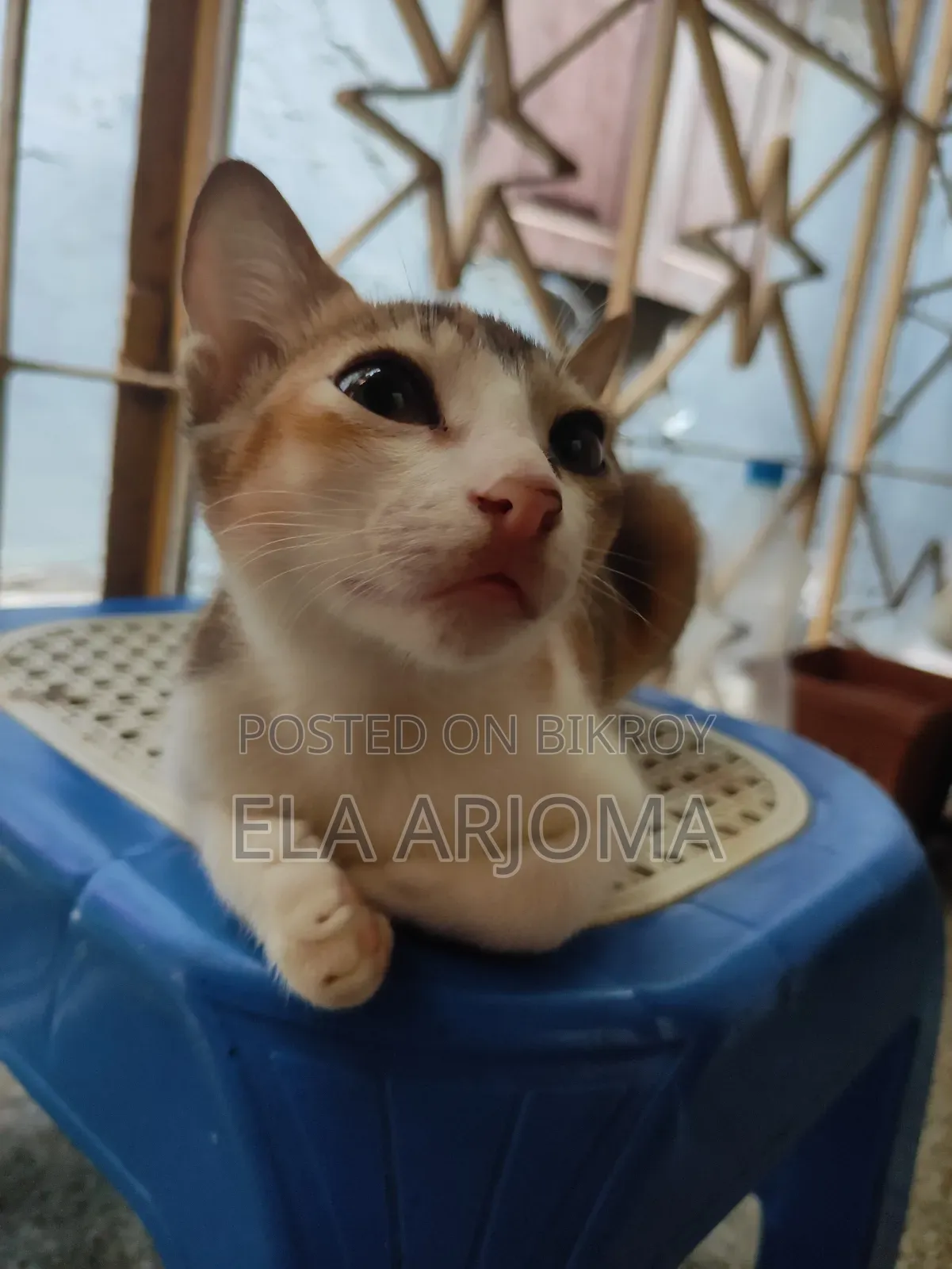 3-6 months Male Purebred Cat