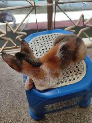 3-6 months Male Purebred Cat