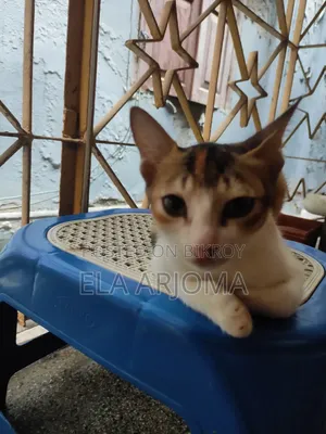 3-6 months Male Purebred Cat