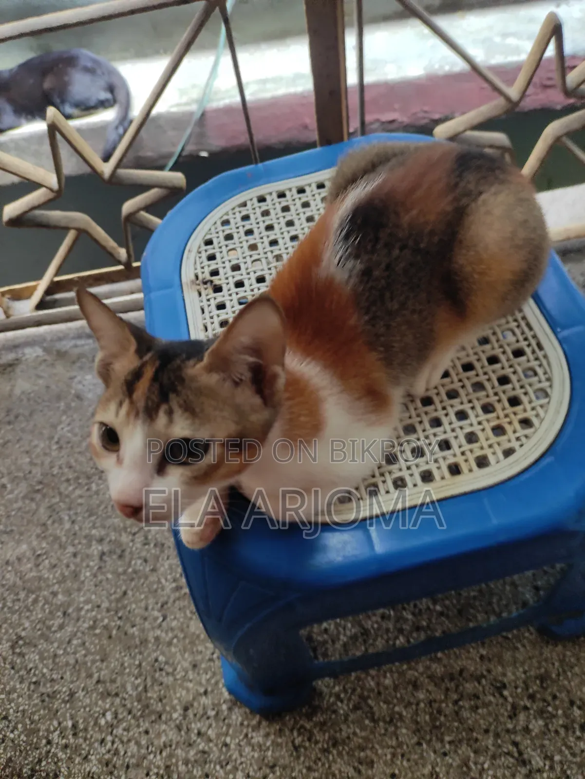 3-6 months Male Purebred Cat