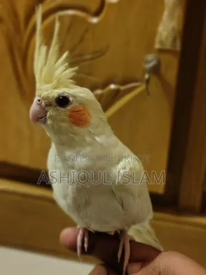 Cocatail Bird
