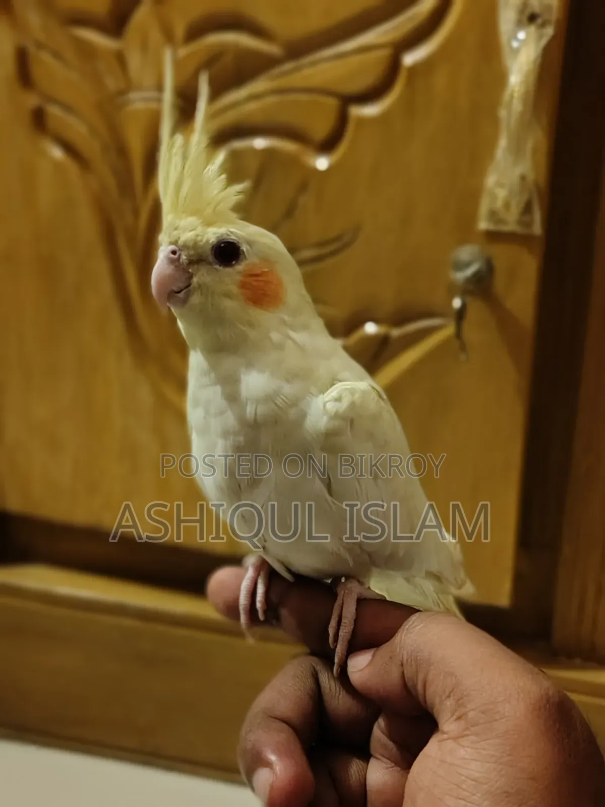 Cocatail Bird