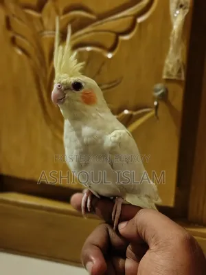Cocatail Bird