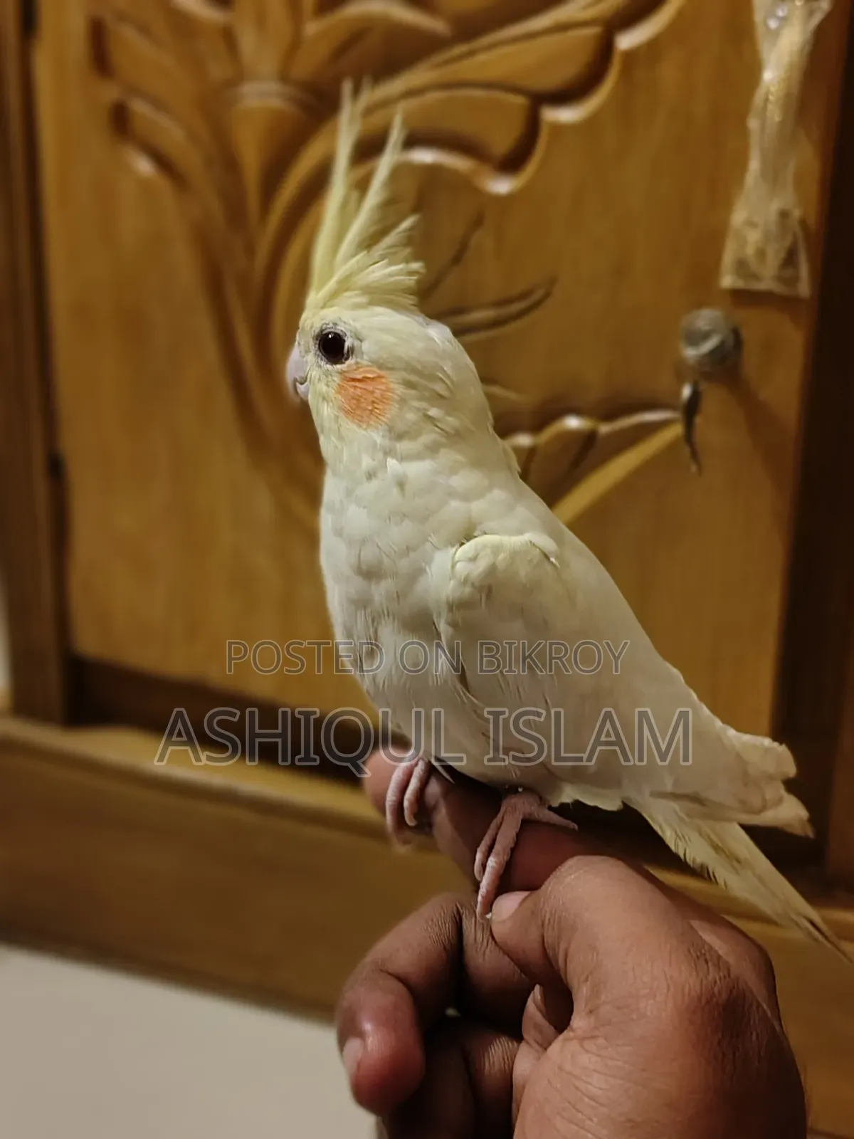 Cocatail Bird