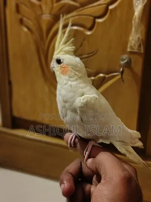 Cocatail Bird