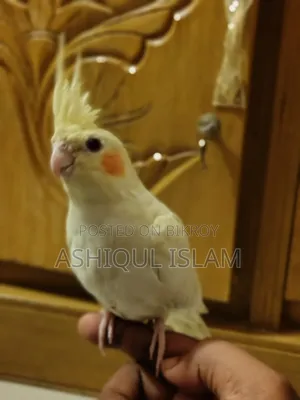 Cocatail Bird