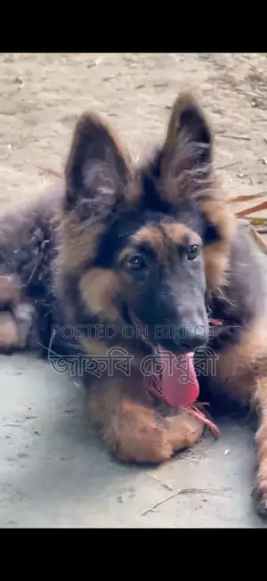 3-6 Months Male Purebred German Shepherd