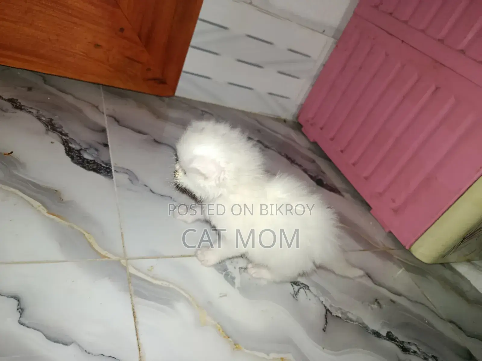 0-1 Month Male Purebred Persian