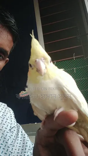 ককাটেল বিক্রি