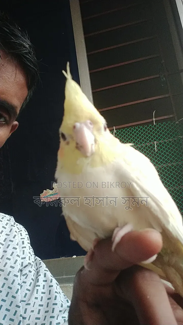 ককাটেল বিক্রি