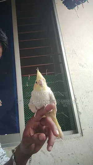 ককাটেল বিক্রি