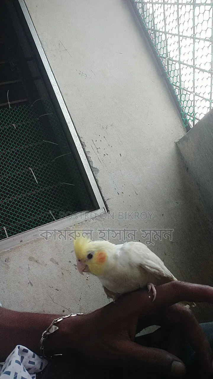 ককাটেল বিক্রি