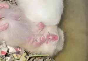 সিরিয়ান হ্যামস্টার