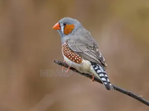 Want to buy Finch birds