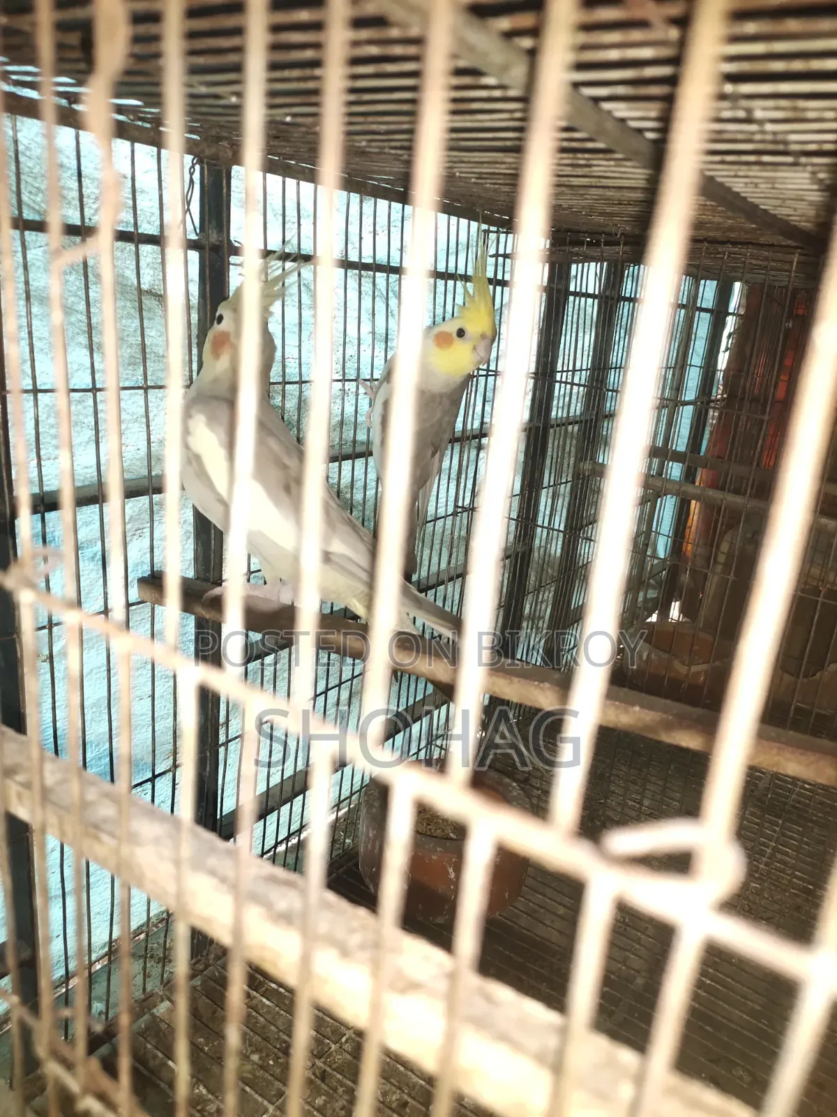 পাখির জোড়া