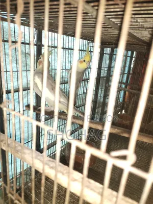 পাখির জোড়া