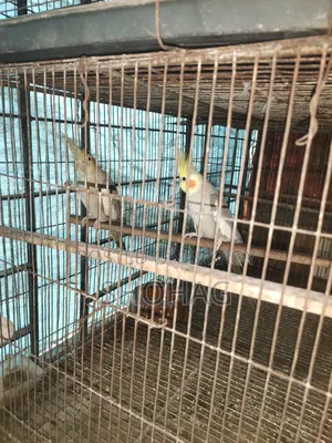 পাখির জোড়া