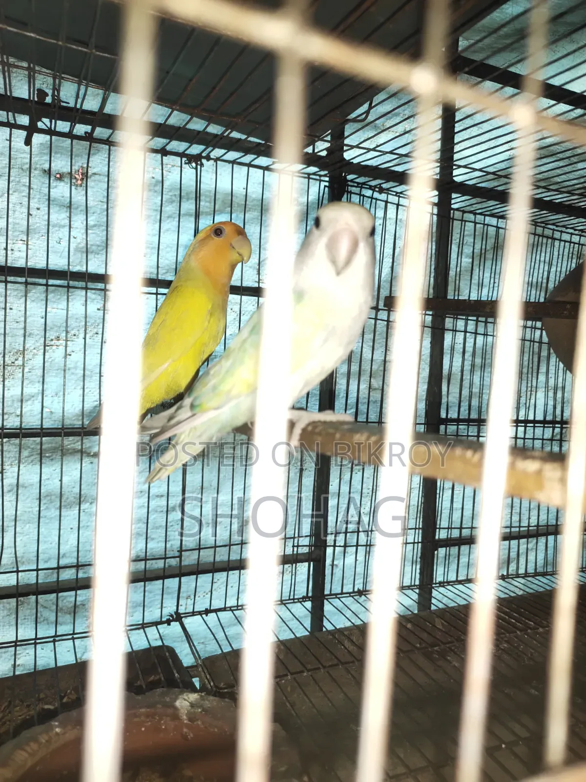 পাখির জোড়া