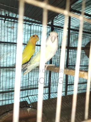 পাখির জোড়া